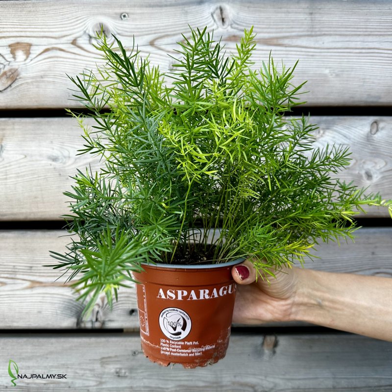 Asparagus densiflorus (Asparágus) ´SPRENGERI´, kont. C1L, výška: 20-30 cm